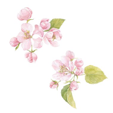 Beyaz arkaplanda izole edilmiş elma çiçeği suluboya resmi.