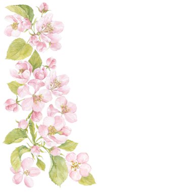 Elma ağaçlarının çiçekli dalları. Suluboya. Doğa geçmişi. Dikey bileşim.