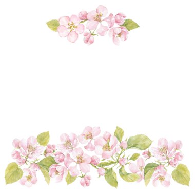 Elma ağaçlarının çiçekli dalları. Suluboya. Doğa arkaplanı.