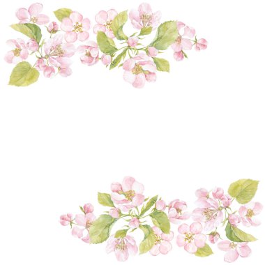 Elma ağaçlarının çiçekli dalları. Suluboya. Doğa arkaplanı.