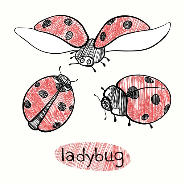 Hand drawn Ladybugs — Stock Vector