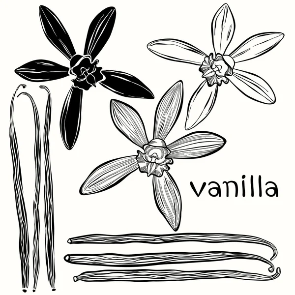 Vainas de vainilla y flores — Vector de stock