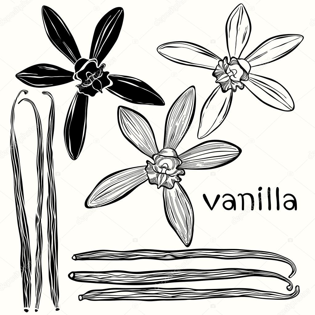 Vanilla pods and flowers