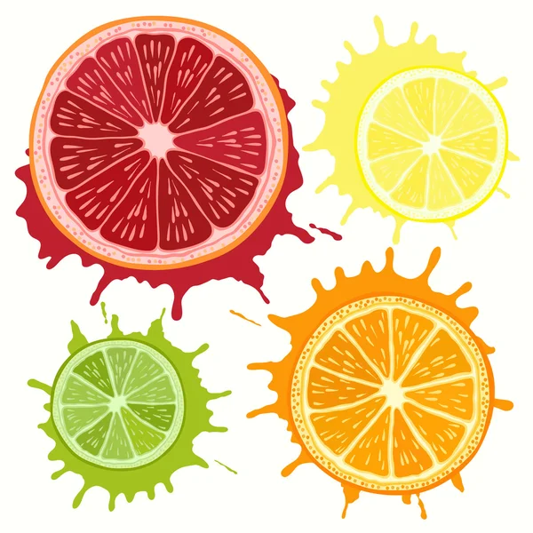 Set of citrus fruits — Stock Vector