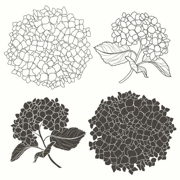 Conjunto de hortênsias —  Vetores de Stock