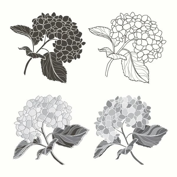 Conjunto de hortensias — Vector de stock