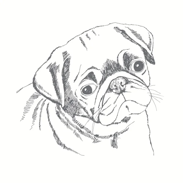 Cara de perro Pug — Vector de stock