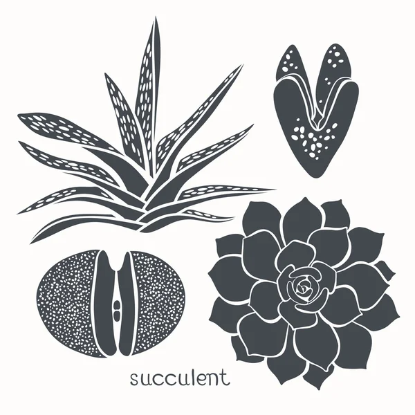 Graphic set with succulents — Stock Vector