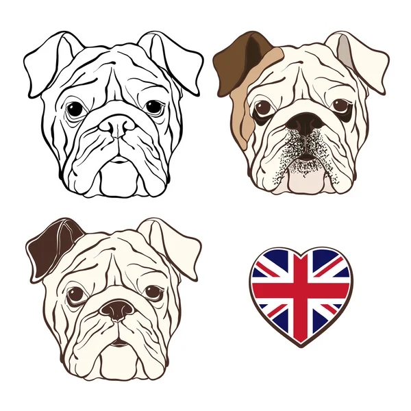 Conjunto vetorial do rosto do bulldog inglês —  Vetores de Stock