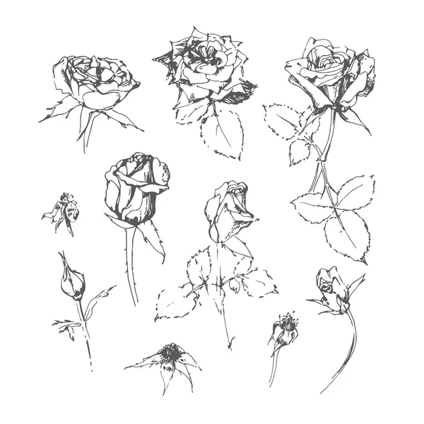 Set of monochrome roses — Stock Vector