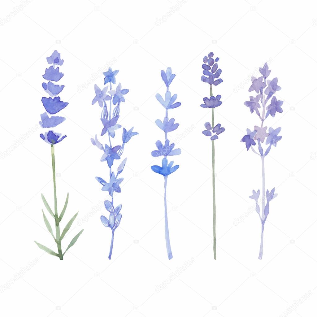 Watercolor lavender set.