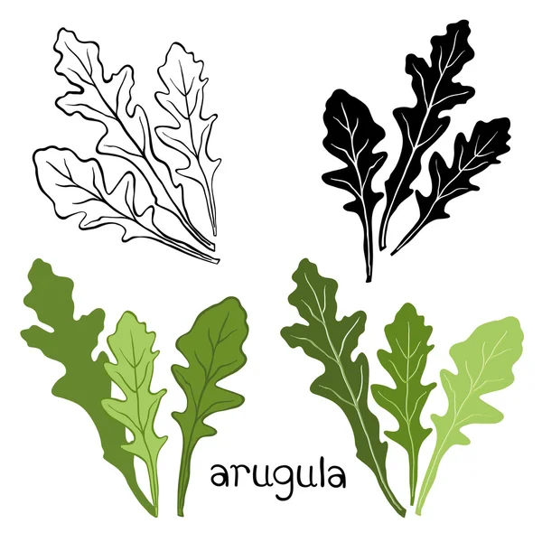 Rucola Hand getrokken Set — Stockvector