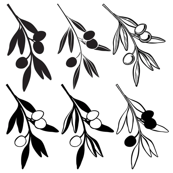Conjunto de ramas de olivo — Vector de stock