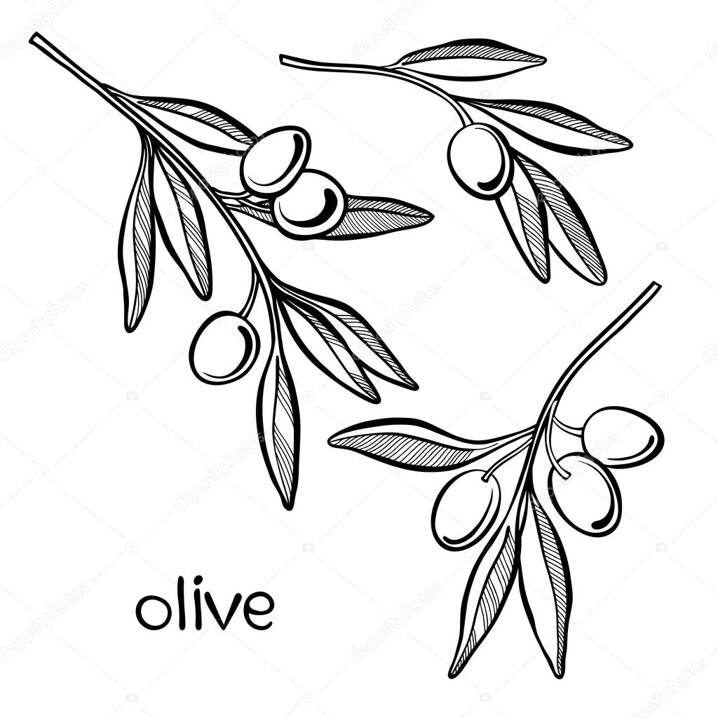 Olive branches set