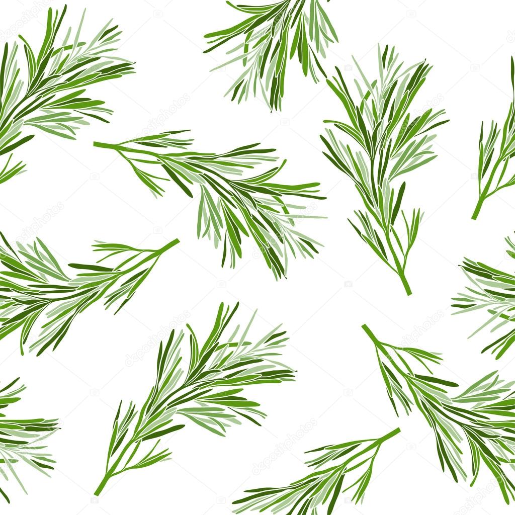 Hand drawn rosemary