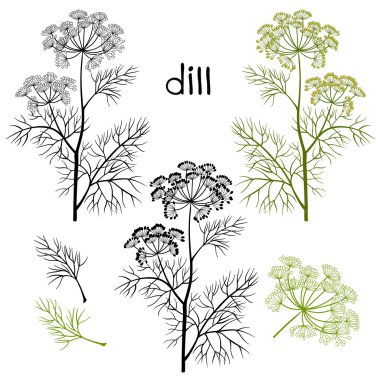 Yeşil dereotu dal kümesi