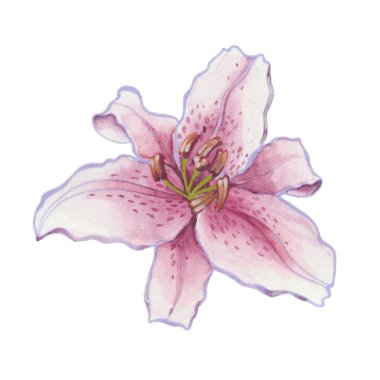 Pink Lily flower clipart