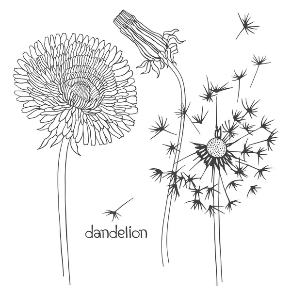 Set van paardebloem bloemen — Stockvector