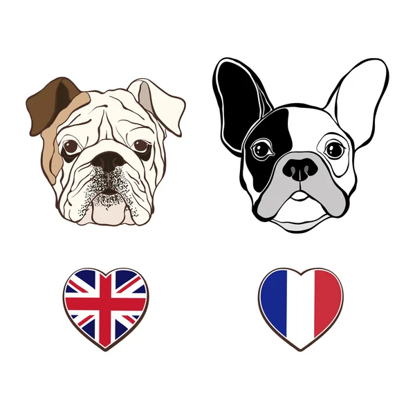 Engels en Frans bulldogs — Stockvector