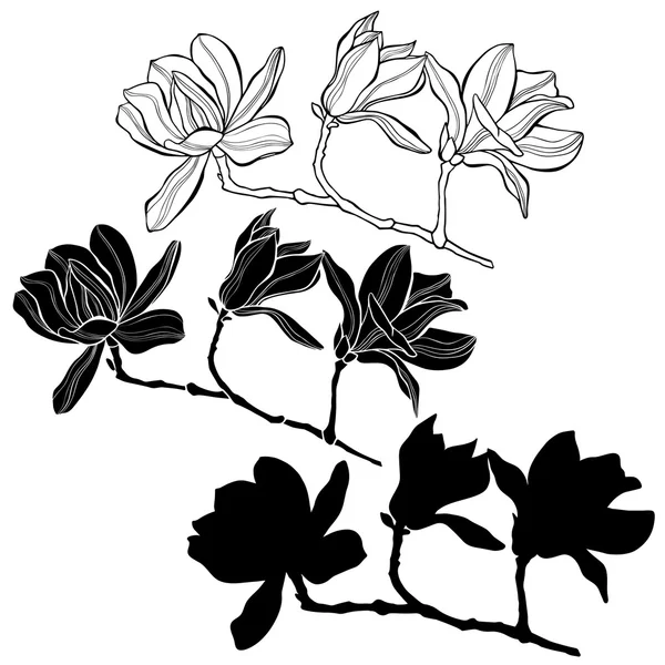 Conjunto de ramas magnolia — Archivo Imágenes Vectoriales