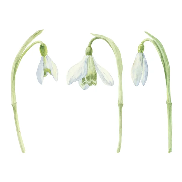 Aquarel Snowdrop bloemen — Stockvector