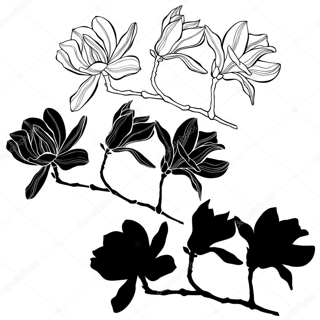 Set of magnolia branches