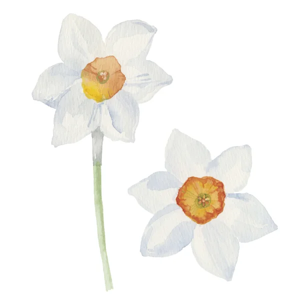 Flores de primavera narciso — Archivo Imágenes Vectoriales