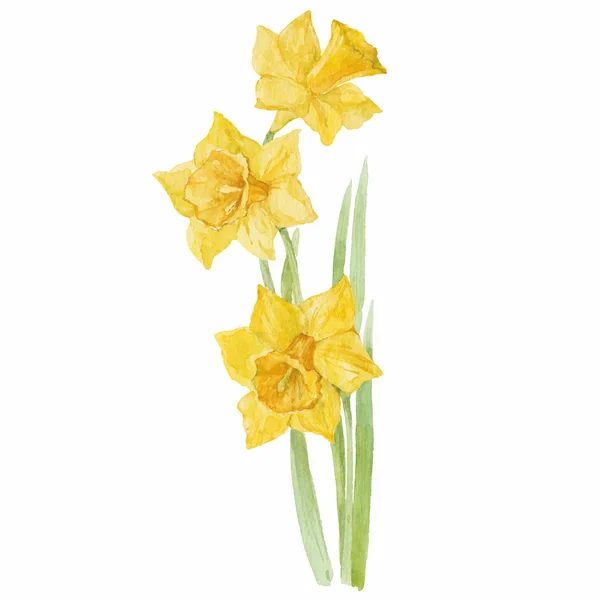 Flores de primavera narciso — Vector de stock