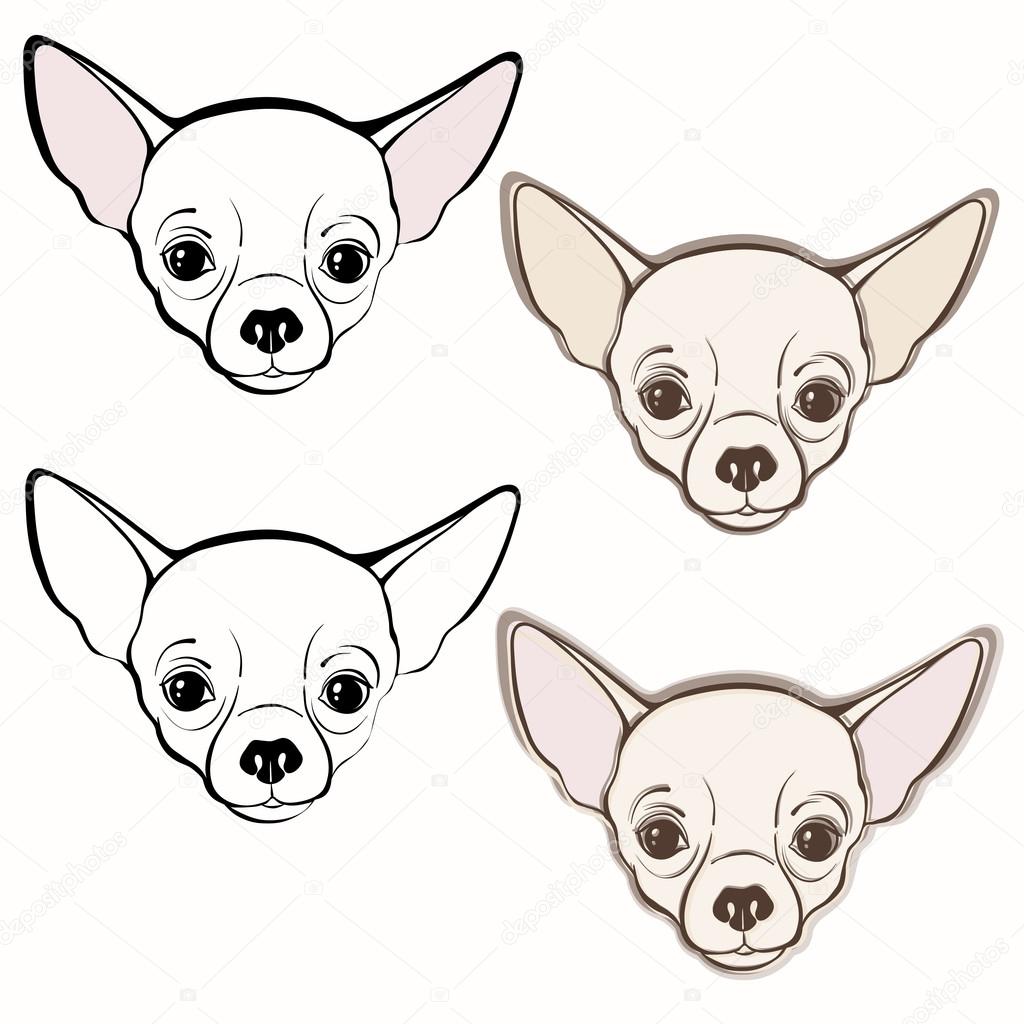 Set of  chihuahua's faces