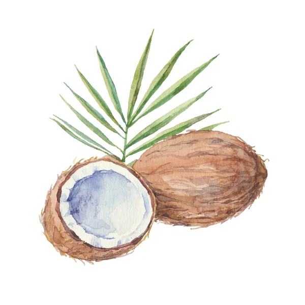 Ganze und halbe Kokosnüsse — Stockvektor