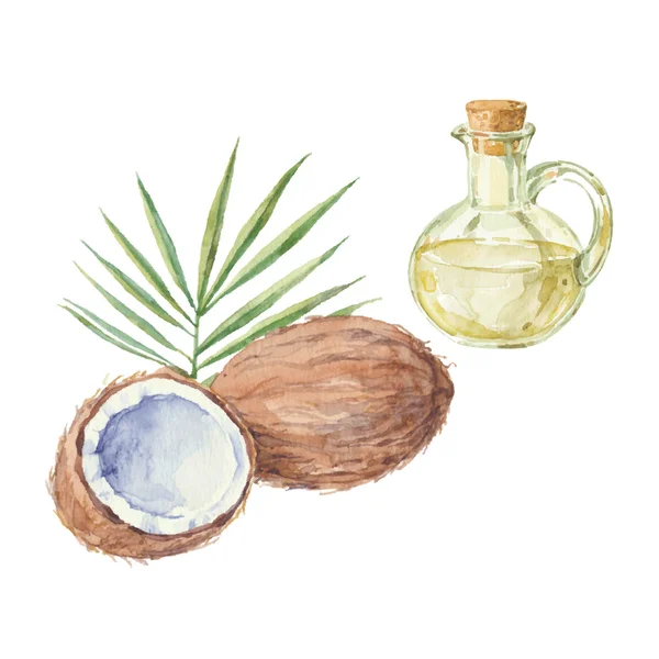 Кокосы и бутылка кокосового масла — стоковый вектор