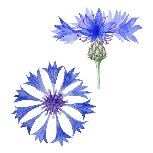 Deux fleurs de bleuet aquarelle — Image vectorielle