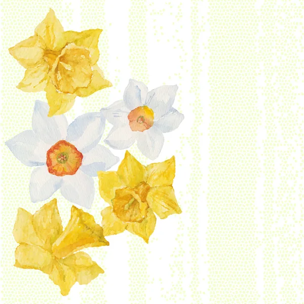 Cartão com flores da primavera narciso . — Vetor de Stock