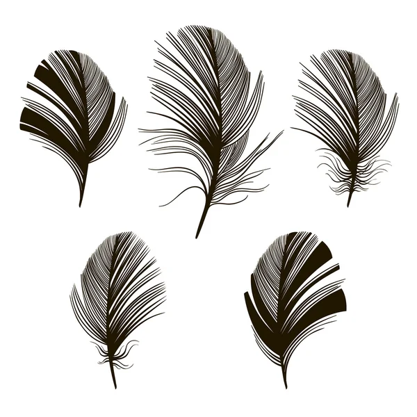 Set of  feather silhouettes — Stock Vector