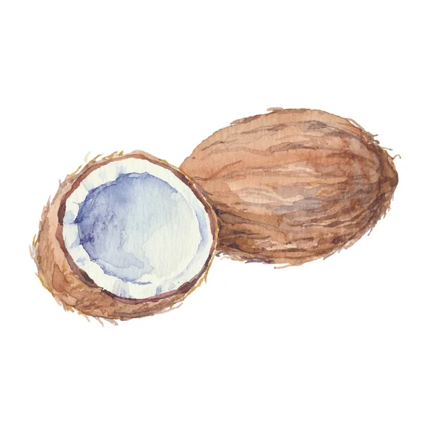 Noix de coco entières et coupées — Image vectorielle