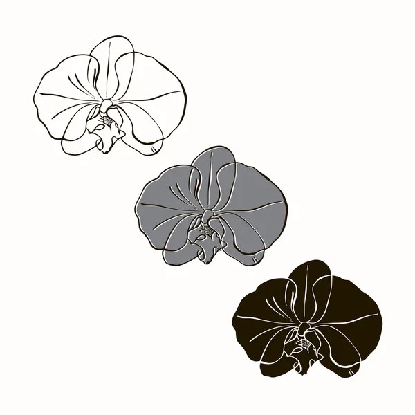 Set van orchideeën op wit — Stockvector