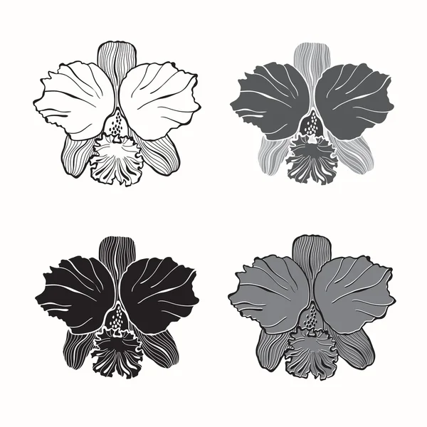 Conjunto de orquídeas en blanco — Archivo Imágenes Vectoriales