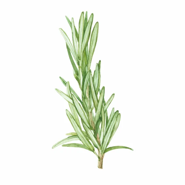 Rosemary leaf op witte — Stockvector