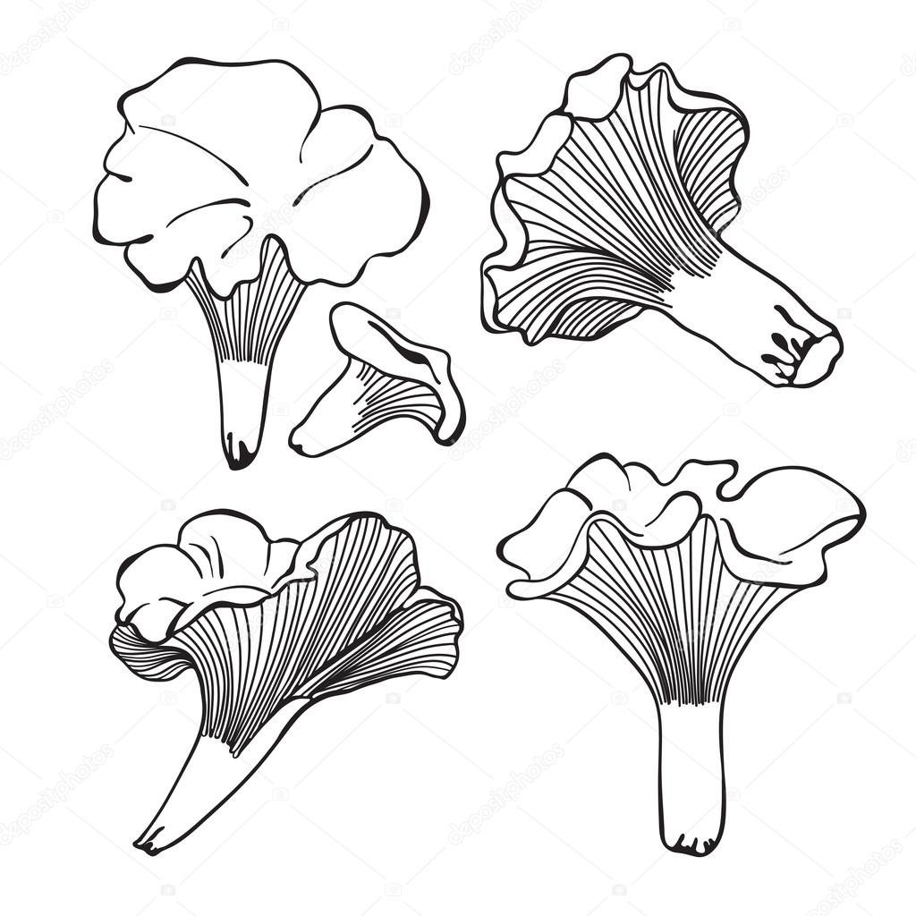 hand drawn mushrooms