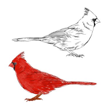 Cardinal birds set clipart