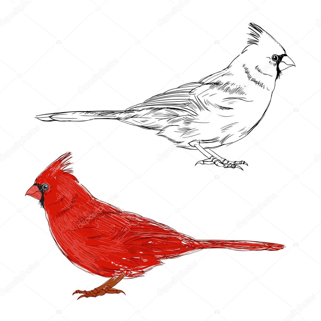 Cardinal birds set