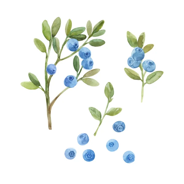 Blueberries against white background. — Stock Vector