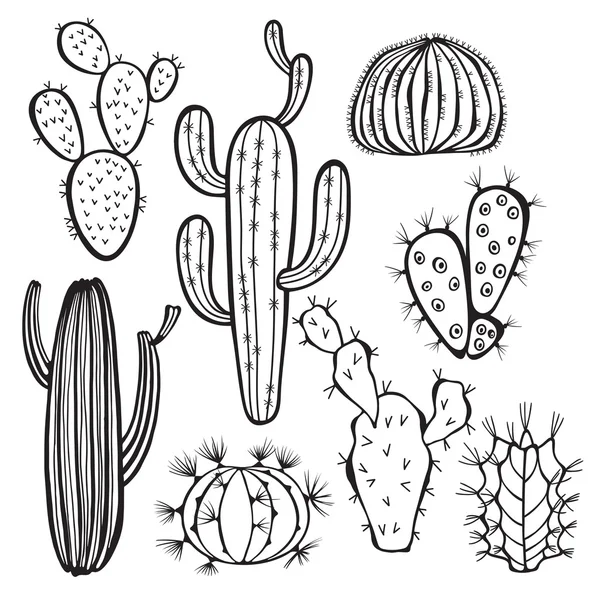 Cactus isolated on white background — Stock Vector