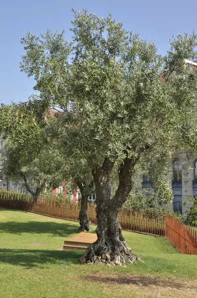 Оливковое дерево в саду — стоковое фото