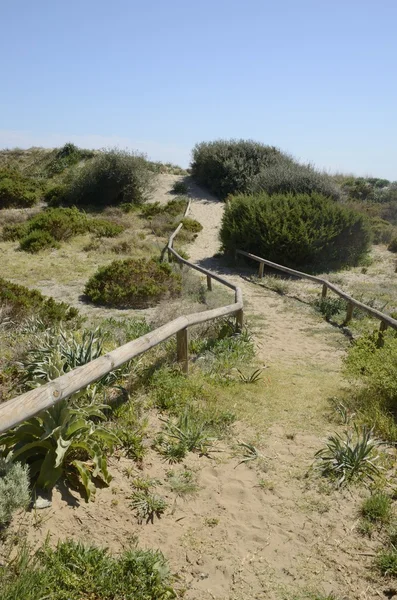 Natureza maneira na duna de areia — Fotografia de Stock