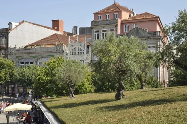 Plaza con alberi di ulivo — Foto Stock