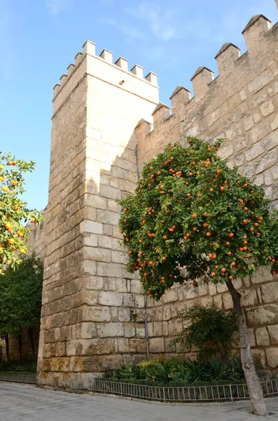 Apelsinträd Framför Den Historiska Medeltida Muren Sevilla Andalusien Spanien — Stockfoto