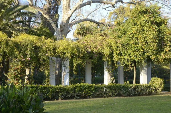 Plantes Grimpantes Dans Galerie Jardin Parc Séville Capitale Andalousie Espagne — Photo