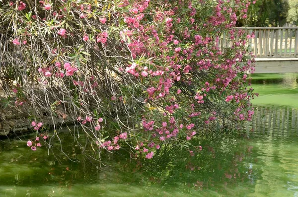 Roze Bloemenstruik Naast Groene Vijver Park Sevilla Andalusië Spanje — Stockfoto