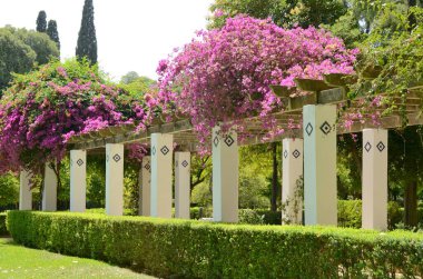 Pembe bougainvillea Seville, Endülüs, İspanya 'daki parkın üst bahçesinde..